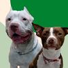 Brad & Maya - @bradmaya.pit - TikTok