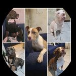 Brad 😇, Maya, Katana, Aruck & Glock - @bradmaya.pit - Instagram