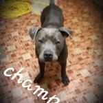 BRAD MCCRARY HB Kennels - @brad.mccrary.31 - Instagram