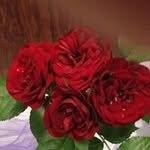 Brad meyer - @bradmeyer3191 - Instagram