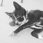 Brad Moats - @moatsly_dog_pics - Instagram