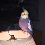 Brad Oliver - @brad.oliver.589 - Instagram