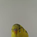 Brad Oliver - @pugpuggin - Instagram