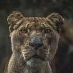 Brad Pederson - @pedersonbrad81 - Instagram