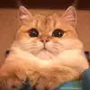 raabzbbradb - @raabzbbradb - TikTok