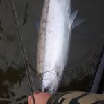 Brad Riddle - @fishing.riddle89 - Instagram