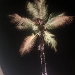Brad Robb - @tigers_fan012 - Instagram