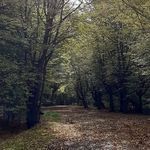Brad Robertson - @forest__walks - Instagram