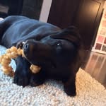 Roscoe - @roscoe.the.labrador.retriever - Instagram