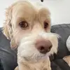 brady - @brady.rowan1 - TikTok