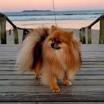 Brad e Ruffos - @brad_e_ruffos - Instagram