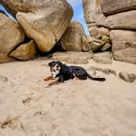 Brady - @bradysennenhund - Instagram