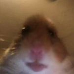 Brad Sweeney - @ttv_yeetforker - Instagram