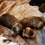 Brad Terry - @centralflpups - Instagram