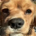 Braden Simpson - @greenbeangreanbean - Instagram