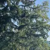 Bradford Pear - @bradford.pear - TikTok