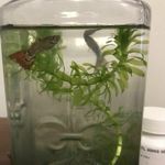 Bradley Bailey - @fish_squad67 - Instagram