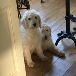 Barney and Baxter Bradley - @barneyandbaxterbradley - Instagram