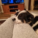 Barney Bradley 🐾 - @life_of_barney_bradley - Instagram