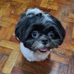 Bradley Ramos 🐶 - @bradleybeanramos - Instagram