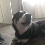 @bradley_bowman678 - Instagram