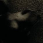 Bradley bowman - @bradleybowman49 - Instagram