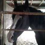 Bradley Bowman - @bowman6787 - Instagram