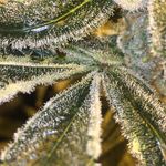 Bradley Chase Hawkins - @cannabiscultureconsulting - Instagram