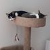 Bradley Cohen - Facebook