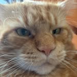 Oliver Bradleycooncatz - @bradleycooncatz_oliver - Instagram