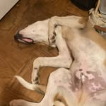 Brady skillicorn - @bradleycornilious - Instagram