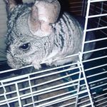 bradley covert - @bradley_the_chinchilla - Instagram