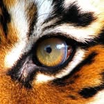 Bradley Dees - @tiger_3ye_gaming - Instagram