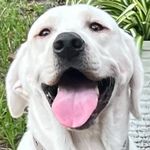 Bradley Dennis - @bradley.dennis1 - Instagram