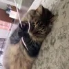 bradley - @bradley_sar - TikTok