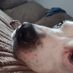 bradley fox - @foxy_5197 - Instagram