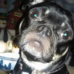 Bradley Leon - @beastbradley200479 - Instagram