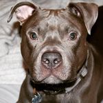 Bradley Meeks - @bradthepitt - Instagram