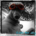 Bradley Oakes - @rossiofthedogvariety - Instagram