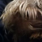 teddy - @teddy_bradleypurdyspet - Instagram