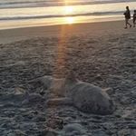 Bradley Riddle - @riddlerbr - Instagram