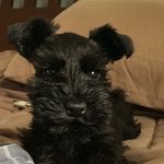 Bradley Roach - @thelittlechop - Instagram
