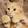 Bradley - @bradley.rogers_ - TikTok