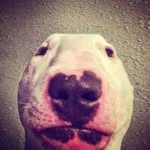 Bradley Rollins - @bradleyrollins794 - Instagram