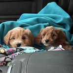 Bradley Snow - Facebook