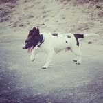 Bradley - @bradley__springer_spaniel - Instagram