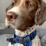 Bradley 🐶 - @bradley_thespringerspaniel - Instagram