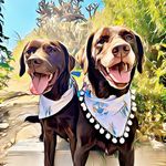 Brady and Bella - @brady.bella.labtwins - Instagram