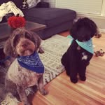 Brady & Benson - @dood_wheres_my_brother - Instagram