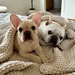 Brady & Benson 🥔🥔 - @brady_frenchie - Instagram